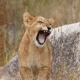© Karen Partridge: Young Male Lion out Walking. Captive bred as part of a rehabilitation and release programme.