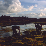 © Karen Partridge: Seaweed Harvesters, Connemara, Co Galway &ndash; 25-Feb-2010