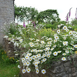 © Sarah Pitt: Ox-eye Daisies at Folly Farm &ndash; 15-Jun-2010
