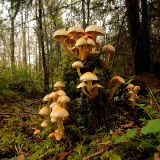 © John Waters: Sulphur Tuft Fungus growing from dead stump on forest floor, mixed woodland, Mendip Hills AONB, Somerset, UK