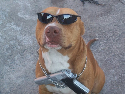 http://lh4.ggpht.com/_mf81z6Hrf-E/TEJSCYL4RkI/AAAAAAAAABI/jTTPiQl2lGg/s400/pitbull.jpg