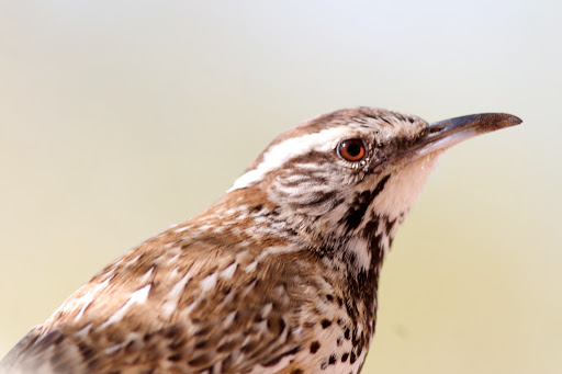 arizo