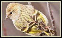 pine siskin