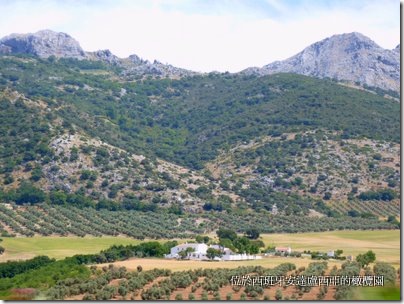Olive farm Olive farm