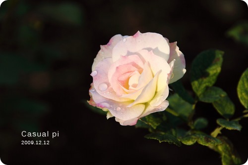 DPP_0003
