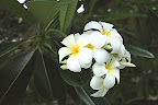 Spring 2009