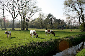 Schoorl