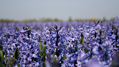 hyacinth field, champs de jacinthe, Lisse
