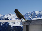 Kea