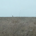 Coyote