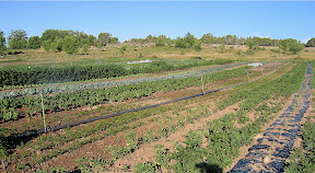 A view across the beds.
