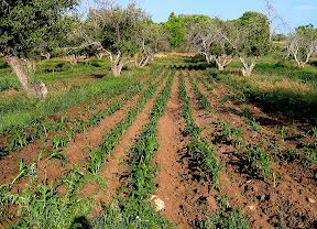 Rows of sweet corn recently 'hilled up' with furrows of soil, this extra soil covers the corn roots around the stalks and eliminates nearly all remaining weeds.