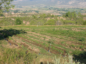 watering the potatoes