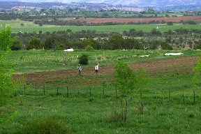 Gary & Kiki out in the potato beds. Thats 1/2 acre of potatoes this year, from our LOCAL supplier, Ronnigers Seed Potatoes - now located in Austin, CO, 15 min from Hotchkiss.