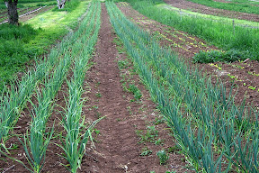 garlic from fall planting, lettuce