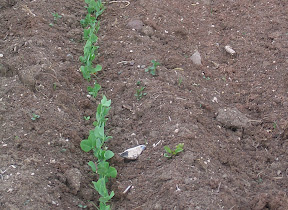 recently thinned peas