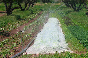 Bok Chois under the row cover are ready to go! Four types of kale on the right - Red Russian, Green Curly, Purple Curly and Tuscany or Dino Kale
