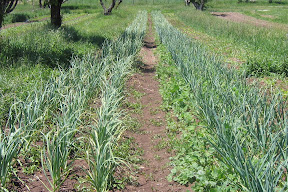The garlic is growing well - note the two varieties pictured here, the one on the right has a darker green color.