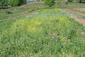 cover crop & weeds
