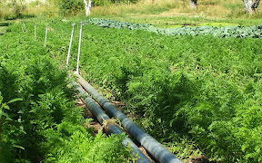 carrots!