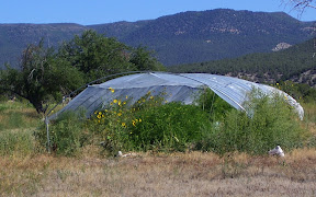 the hoop house keeps it warm