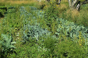 cauliflower, broccoli, collards and weeds