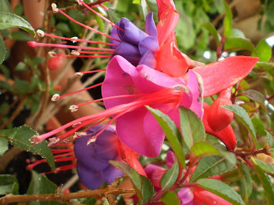 Fotos de flores de primavera 2010