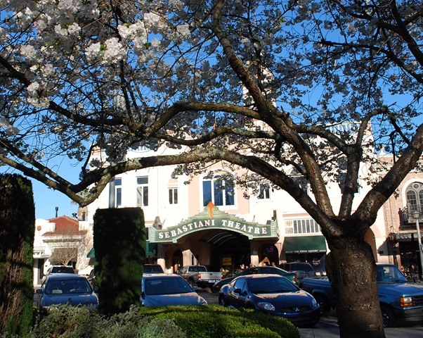 [cherry blossoms and sebastiani[3].jpg]