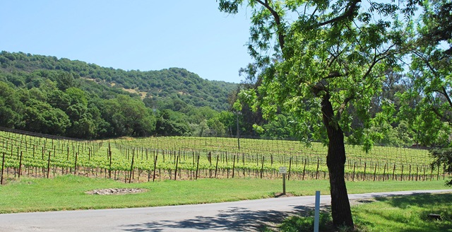 [vineyards 2[4].jpg]