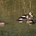 IMG_3161 KEOLADEO Duck lookup.jpg, ~ Spotbill or Grey Duck ~ Keoladeo NP, RAJ 1/05, Animals in India