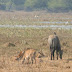 IMG_3181.JPG, ~ Sambar & Nilgai ~ waterbirds Keoladeo NP , Bharatpur, RAJ 1/05, Animals in India