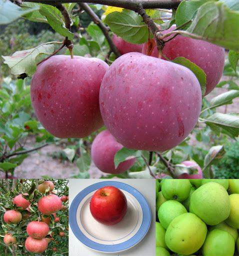 Apples Graphic nicegfx.com