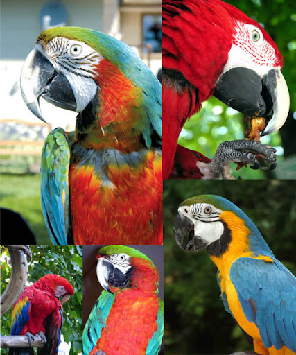 Parrots Graphic nicegfx.com