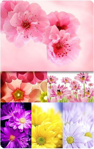 Flowers Set nicegfx.com