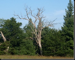 Camping at South Branch Horse Camp