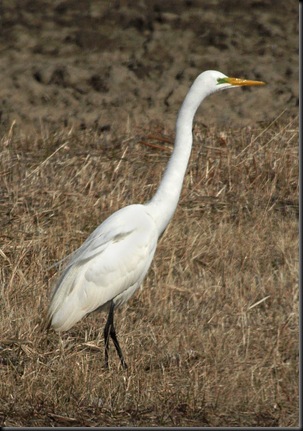 egret in field 1