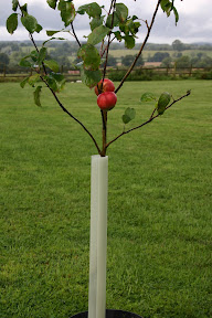 Easywrap Treeguard - Protecting a young apple tree