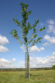 Fleximesh Treeguards - Protecting a plum tree