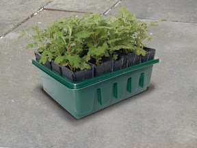 Compact Rapid Rootrainer with seedlings