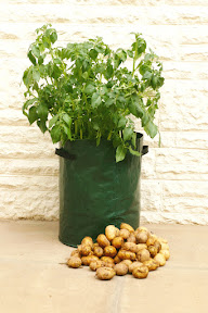 Potato Patio Planters - with spuds