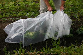 Easy Poly Tunnel - pegs in as you go along