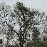 bat heaven.jpg