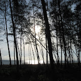 pine dusk.jpg
