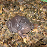 Discovery of the centuary.jpg