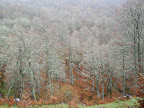 Bosque de Brañagallones
