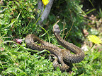 Víbora de Seoane (vipera seoanei)