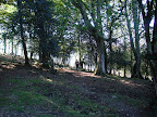 Árbores Singulares no Monte Río Los Vados