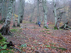 Bosque de Brañagallones