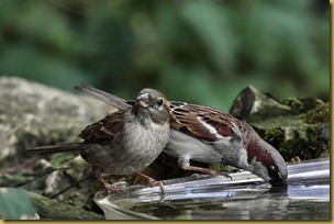 Pareja de gorriones