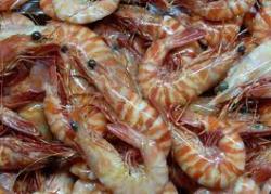 Genetic shrimp